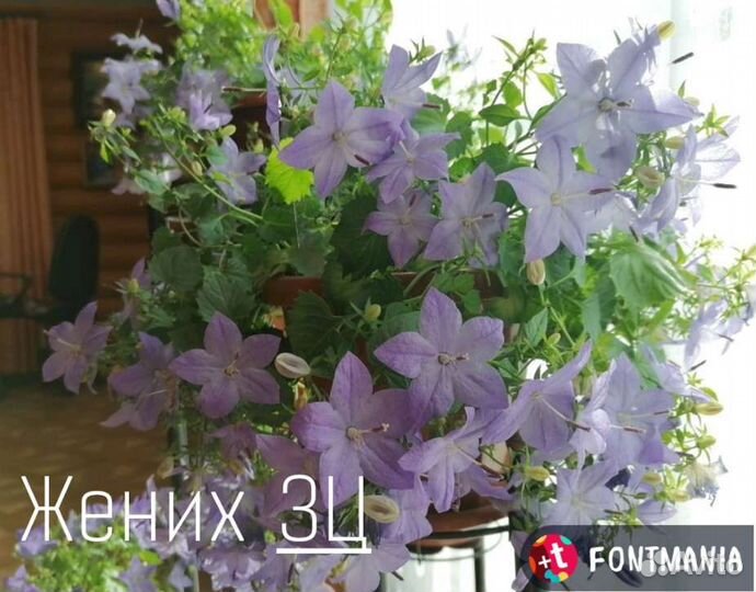 Кампанула жених и невеста