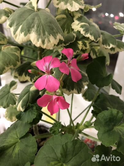 Пеларгония герань