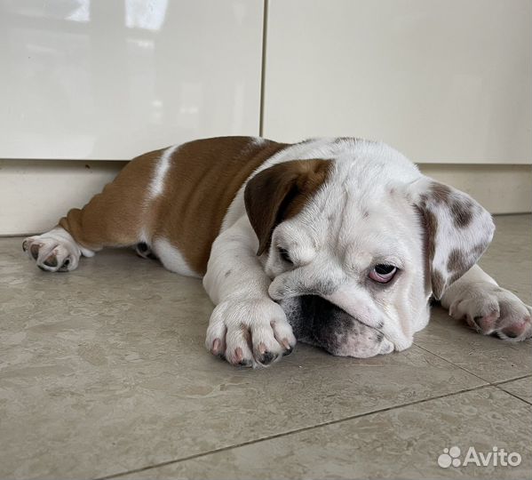 Английский бульдог мальчик