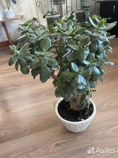 Комнатные растения цветы продам