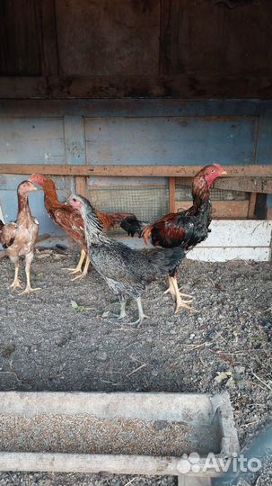 Петухи ухейилюй и Дакан