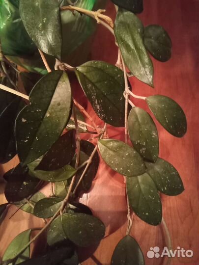 Хойя восковой плющ