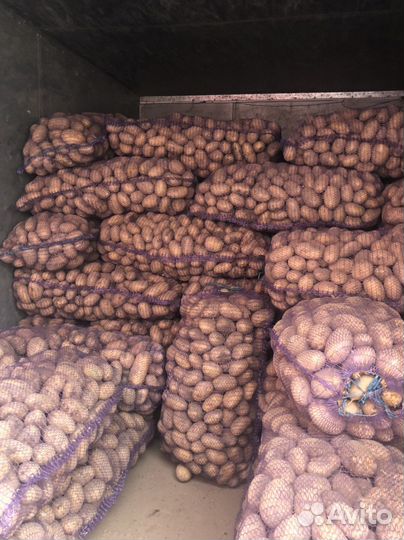 Картофель Лук Морковь Капуста