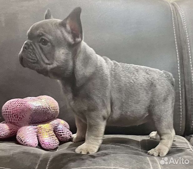Французский бульдог голубой щенки