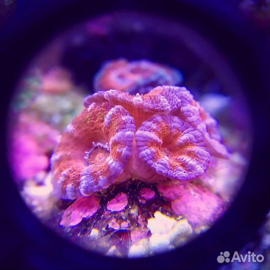 Обслуживание пресноводных и морских аквариумов