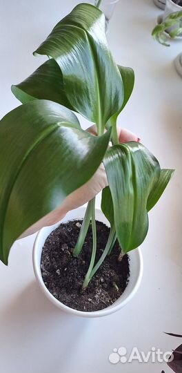 Эухарис амазонская лилия