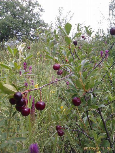 Участок 10 сот. (СНТ, ДНП)