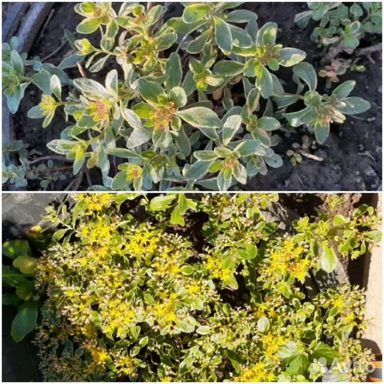 Цветы для сада