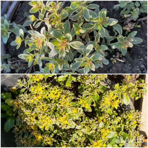 Цветы для сада