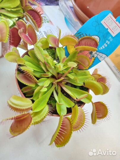 Венерина мухоловка дионея