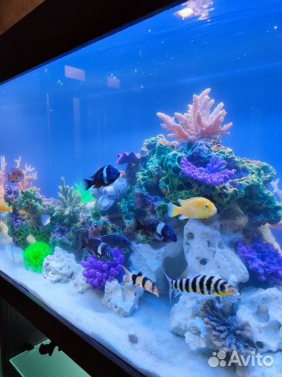 Изготовление и чистка аквариумов