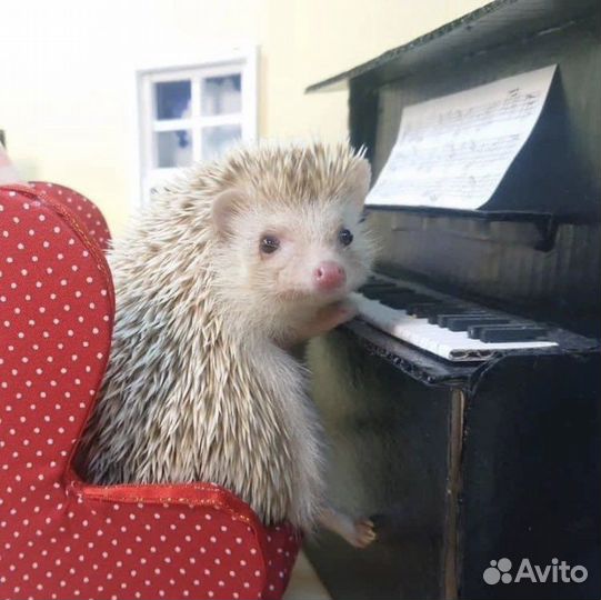 Автомобильные коврики