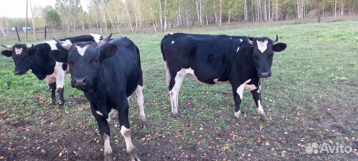 Телка 2 года, 2 быка 1.5 года