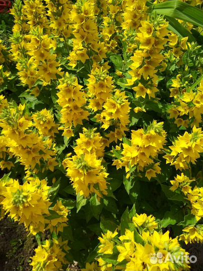 Вербейник точечный