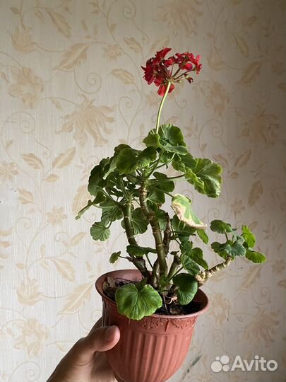 Пеларгония герань