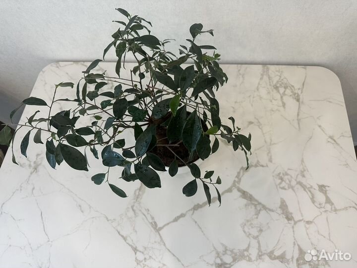 Фикус микрокарпа Гинсенг