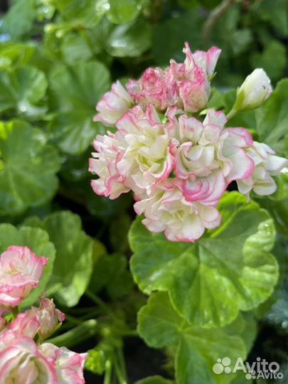 Пеларгония герань