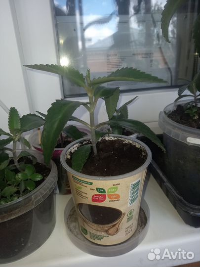 Каланхоэ лечебное