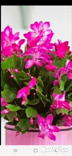 Декабрист отдам