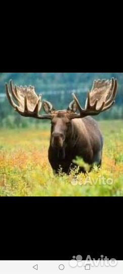 Рога лося