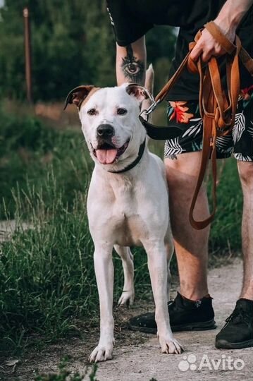 Метис питбуля Латте в добрые руки