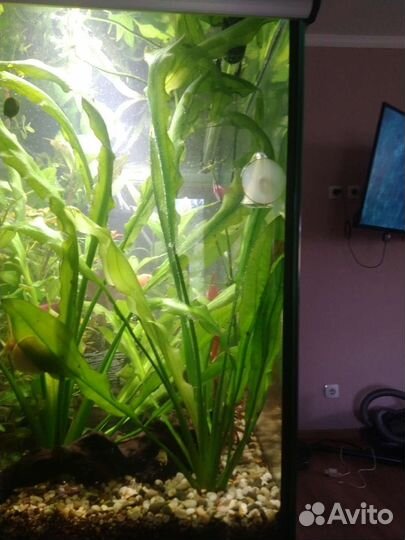 Аквариумные растения прополка