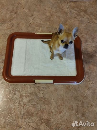 Лоток для щенков и мелких пород собак