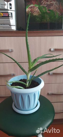 Комнатные цветы - алоэ