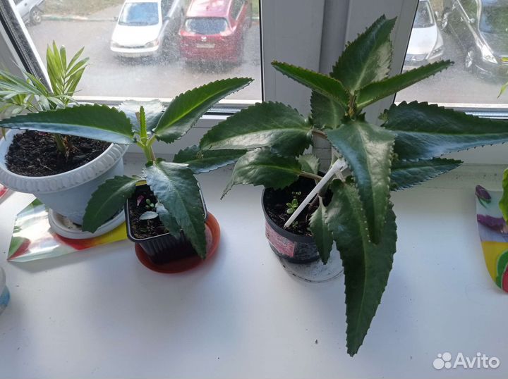 Каланхоэ лечебное