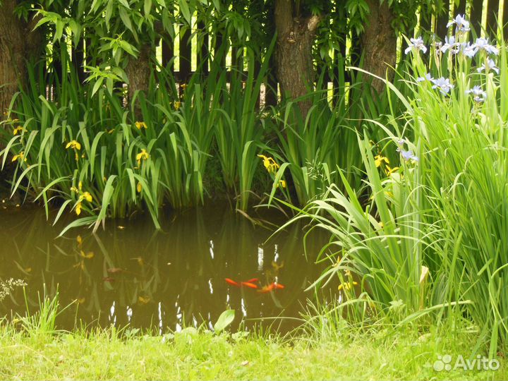 Ирисы жёлтые