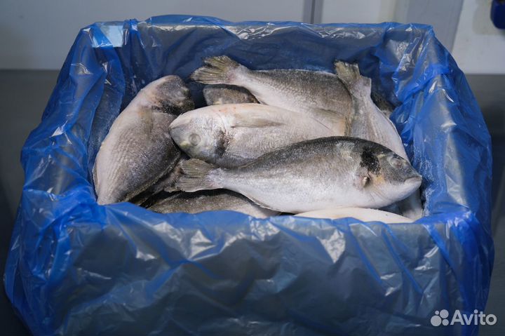 Дорадо свежемороженая 400-600 5 кг