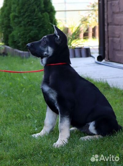 Щенки девочки вео от племенного питомника