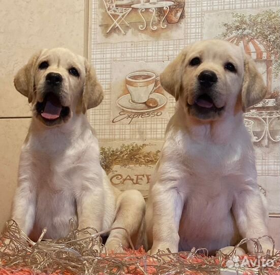 Лабрадор щенки