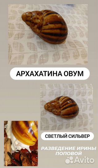 Улитки Ахатины