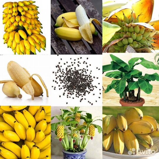Семена банана
