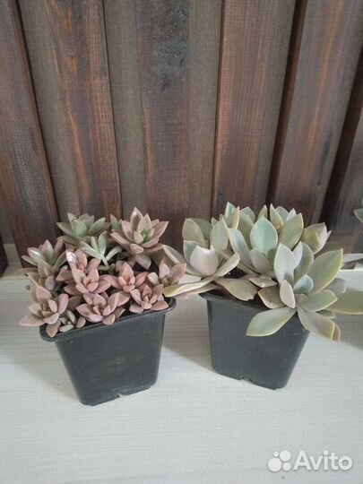 Суккуленты