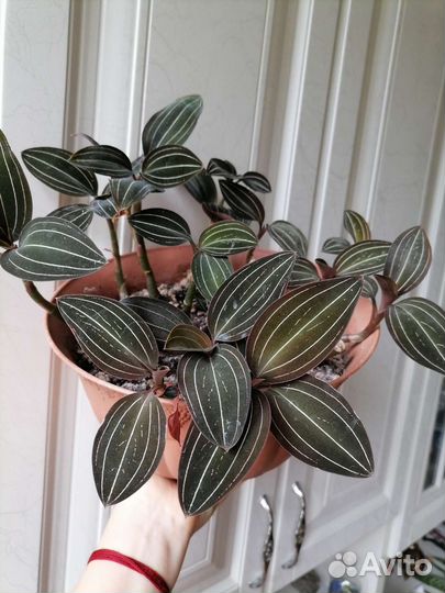 Драгоценная орхидея лудизия. Пион древовидный