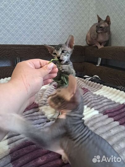 Донской сфинкс котята