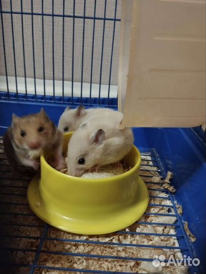 Сирийский хомяк