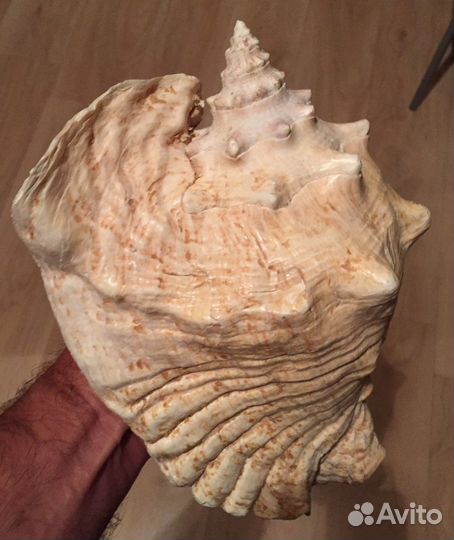 Ракушка раковина морская гигант