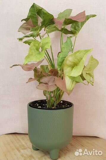 Сингониум Ред харт (Red heart)