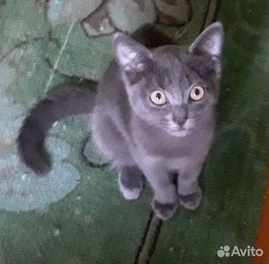Отдам в добрые руки 2 кошечки