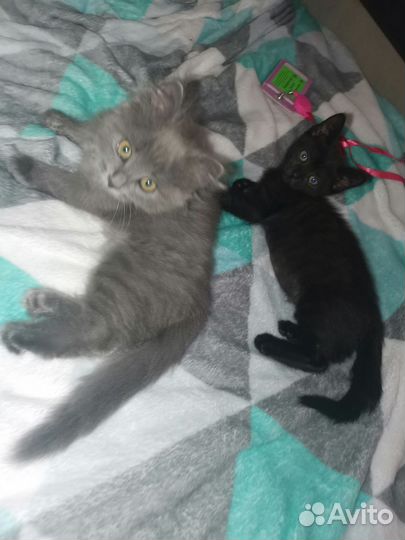 Котенок мальчик 2 месяца в добрые руки