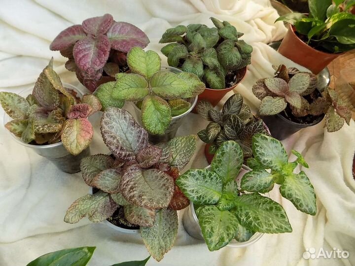 Комнатные цветы, домашние растения