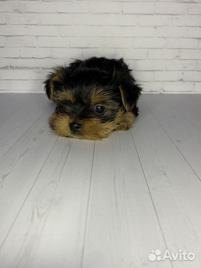Йоркширский терьер мини девочка