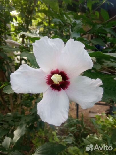 Гибискус Сирийский древовидный