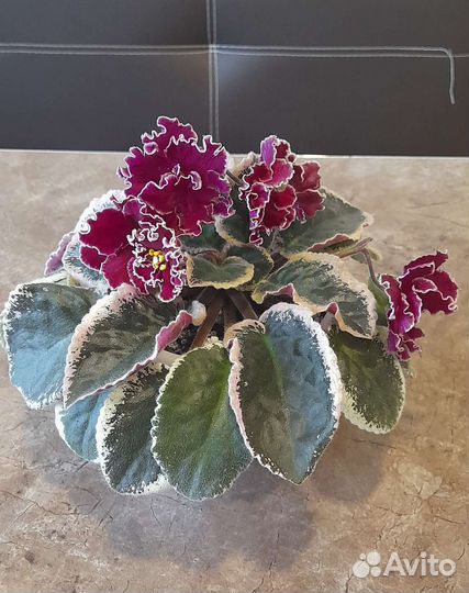 Фиалка цветущая в горшке