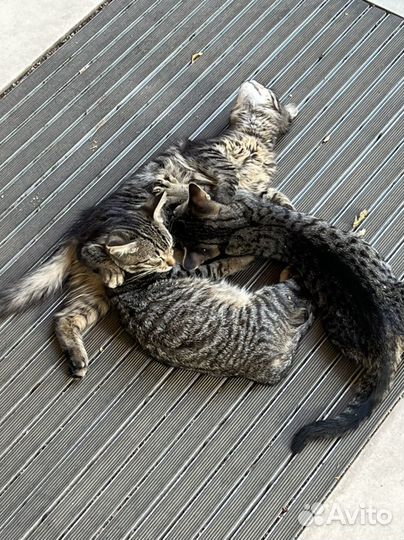 Отдаю котят в добрае руки