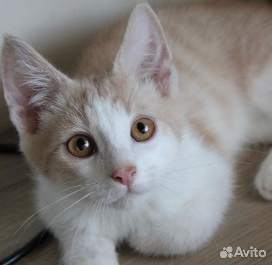 Котенок в добрые руки