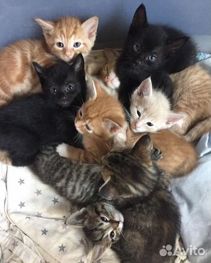 Помогу подобрать котёнка на ваш вкус